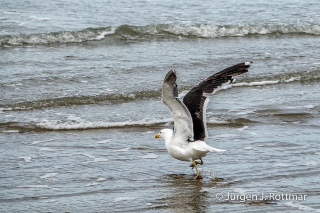 Neuseeland | Südinsel | Moeraki | Dominikanermöve (Black-backed Gull)