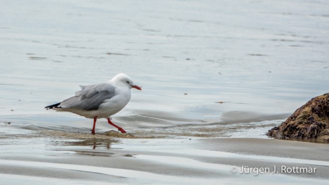 Neuseeland | Südinsel | Moeraki | Rotschnabelmöve (Red-billed Gull)