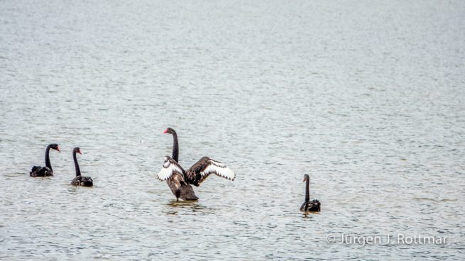 Neuseeland | Südinsel | Moeraki | Schwarze Schwäne (Black Swans)