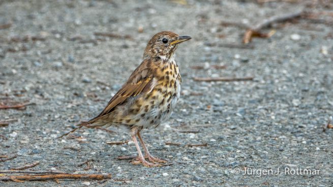 Neuseeland | Südinsel | Singdrossel (Song Trush)