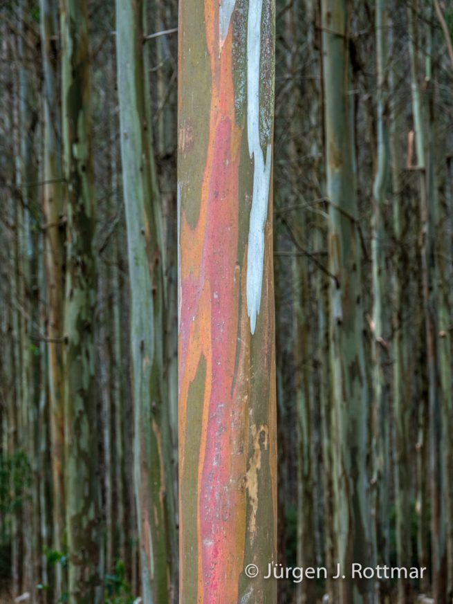 Neuseeland | Südinsel | Southland