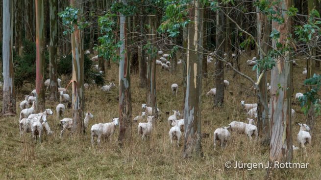 Neuseeland | Südinsel | Southland |Schafe (Sheeps)