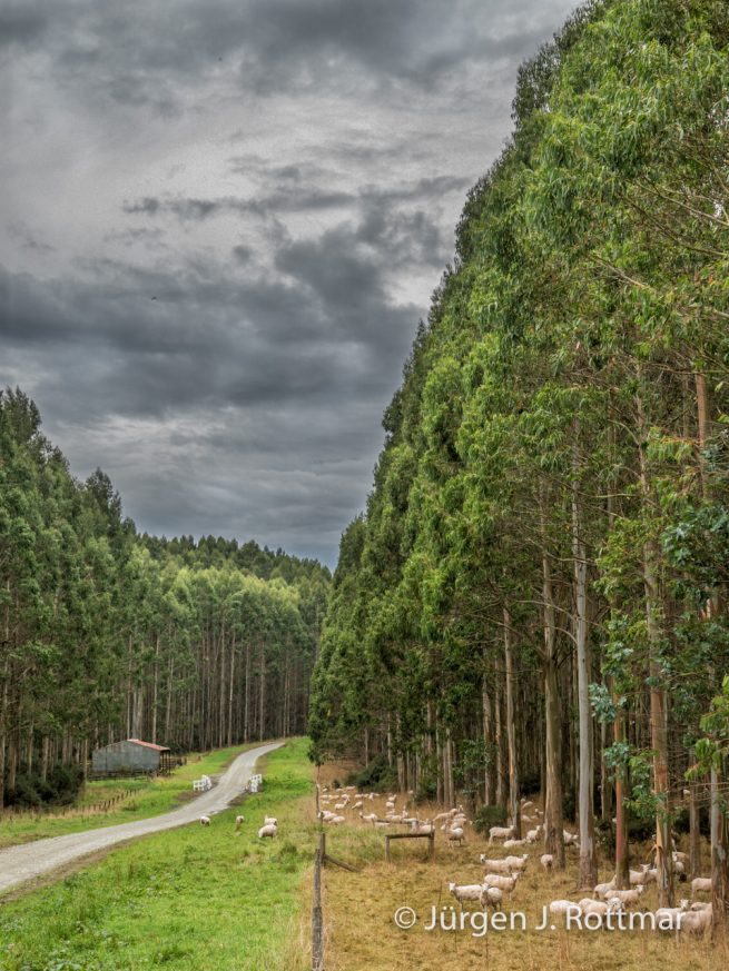 Neuseeland | Südinsel | Southland |Schafe (Sheeps)