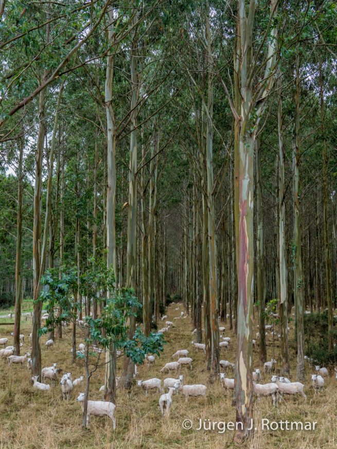 Neuseeland | Südinsel | Southland |Schafe (Sheeps)