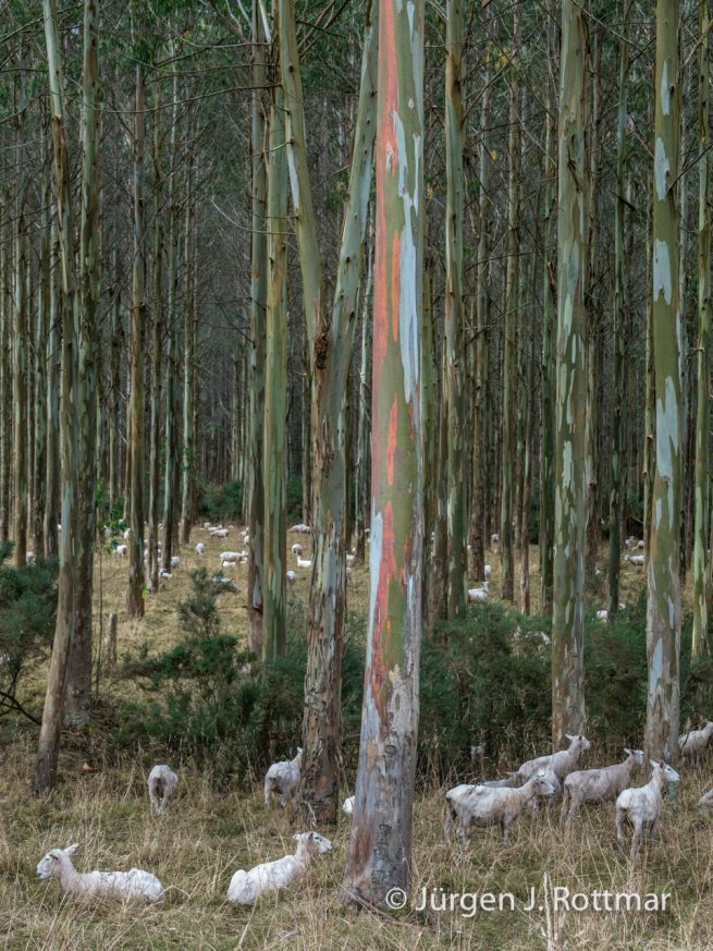 Neuseeland | Südinsel | Southland |Schafe (Sheeps)