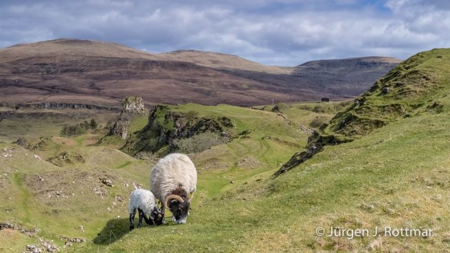 Schottland | Isle of Skye | Fairy Glen | Schafe