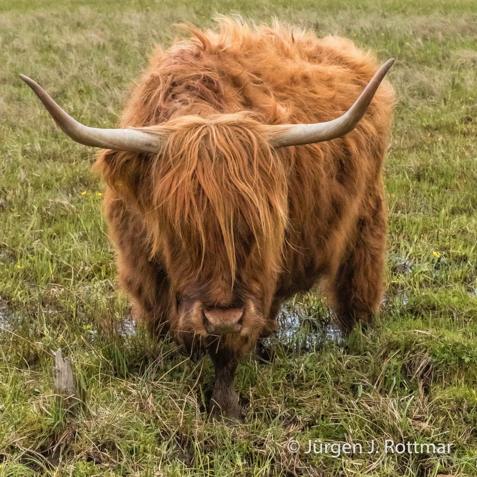 Schottland | Isle of Skye | Schottisches Hochlandrind