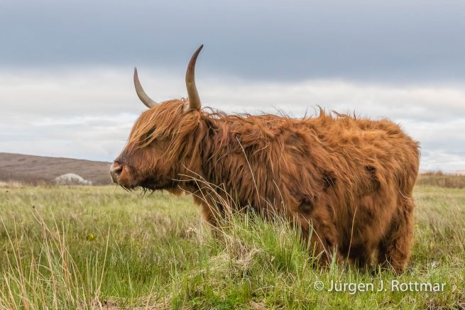 Schottland | Isle of Skye | Schottisches Hochlandrind