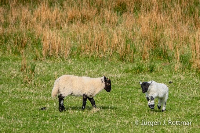 Schottland | Isle of Skye | Talisker