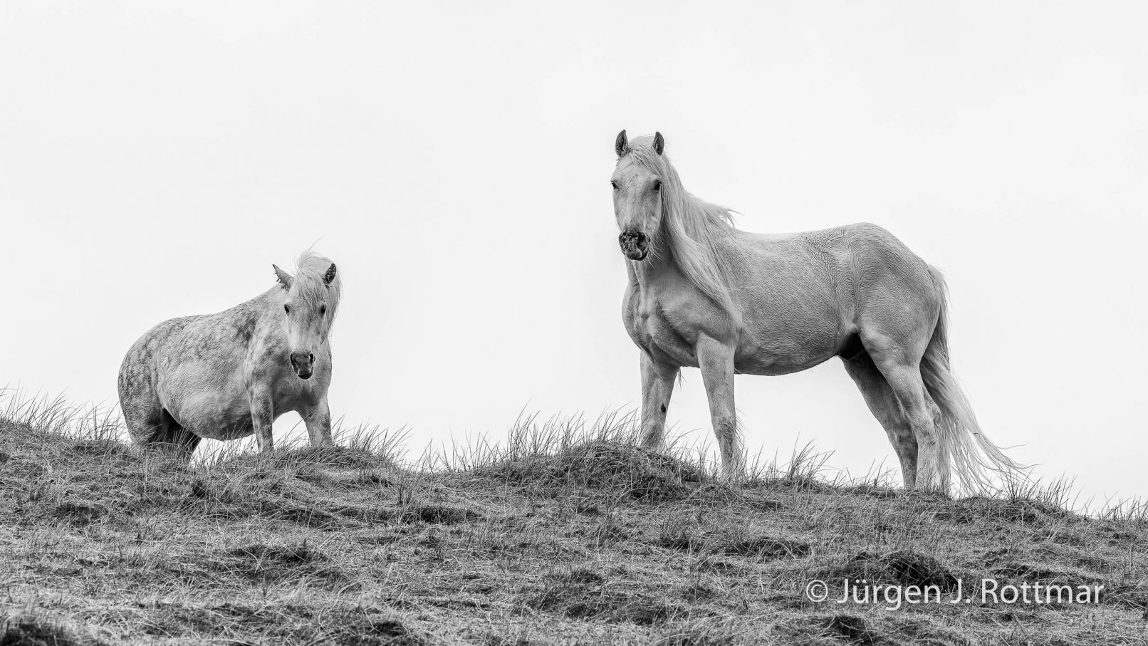 Schottland | Äußere Hebriden | Harris | Luskentyre Beach | Pferde