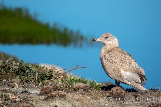 Grönland | Eqi Glacier Lodge
