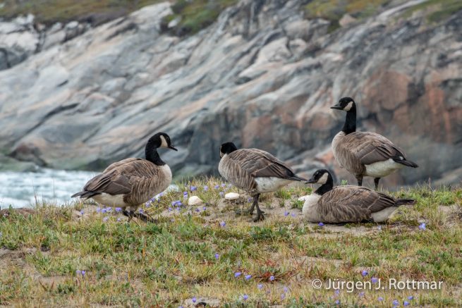 Grönland | Eqi Glacier Lodge | Kanadagans (Canada Goose)