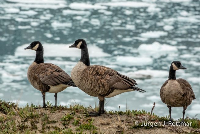 Grönland | Eqi Glacier Lodge | Kanadagans (Canada Goose)