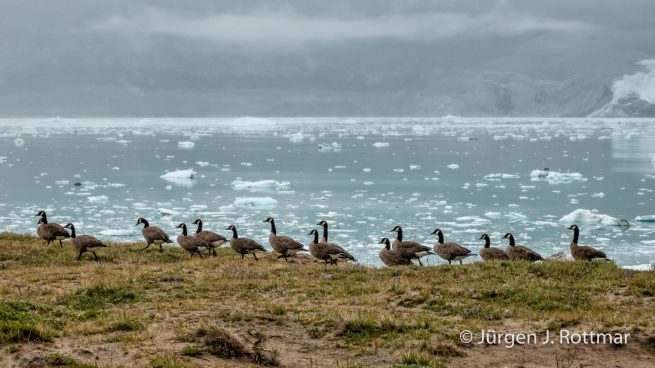 Grönland | Eqi Glacier Lodge | Kanadagans (Canada Goose)