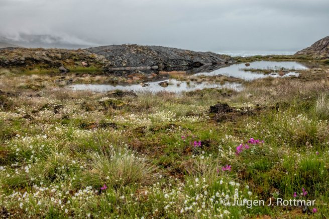 Grönland | Eqi Glacier Lodge | Delta