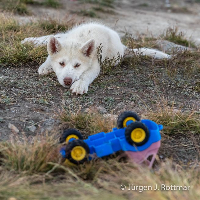 Grönland | Ikerasak | Schlittenhund Nachwuchs
