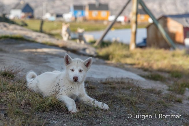 Grönland | Ikerasak | Schlittenhund Nachwuchs