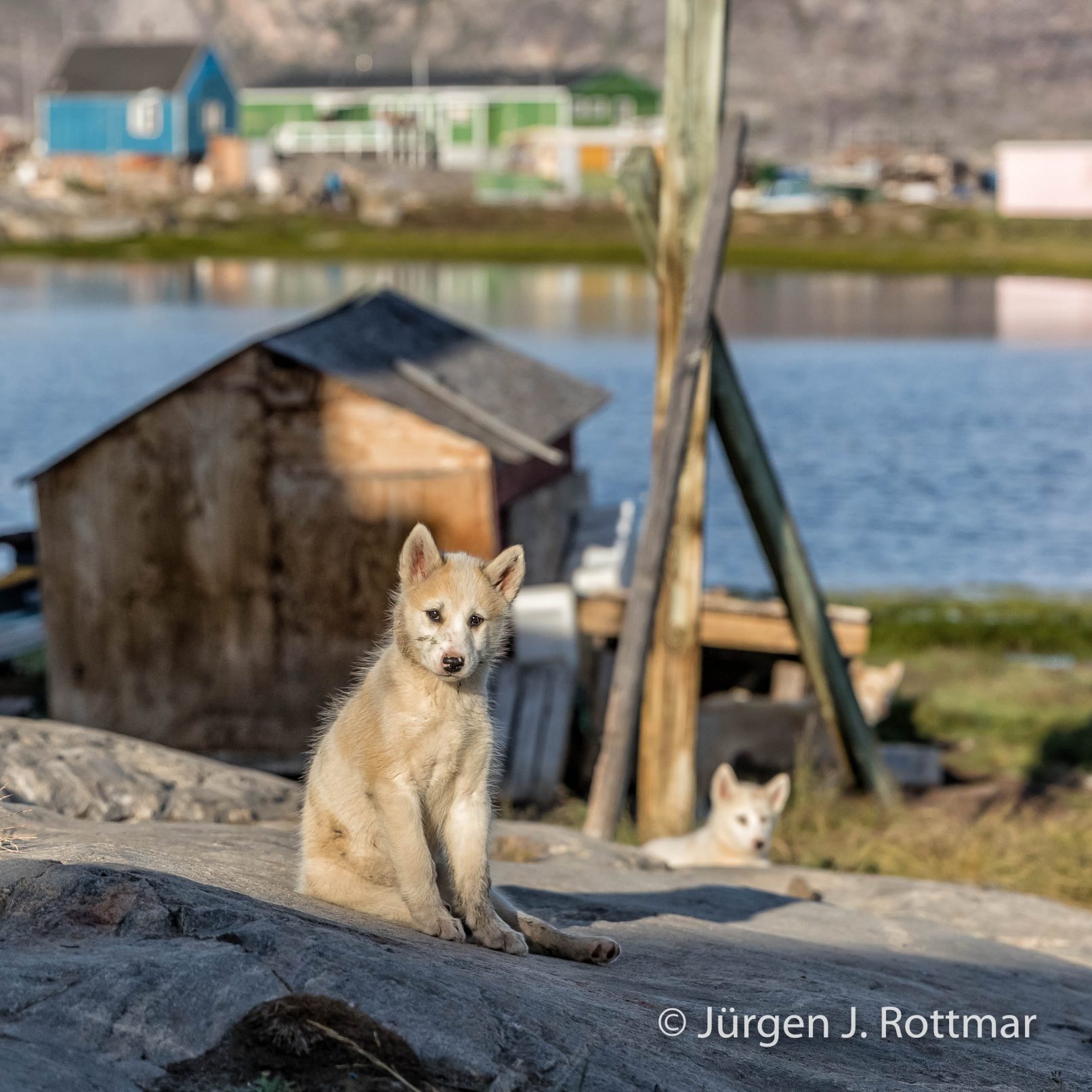 Grönland | Ikerasak | Schlittenhund Nachwuchs
