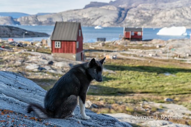 Grönland | Ikerasak | Schlittenhund Nachwuchs