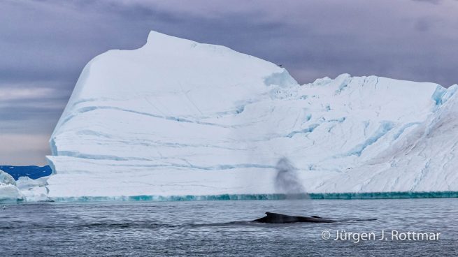 Grönland | Ilulissat | Eisfjord (Kangia) | Buckelwal (Humpback Whale)