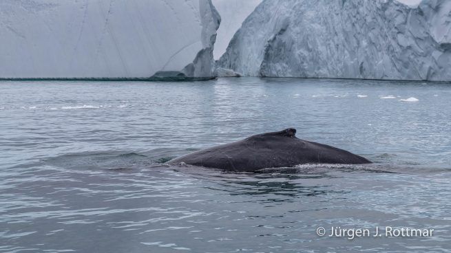 Grönland | Ilulissat | Eisfjord (Kangia) | Buckelwal (Humpback Whale)