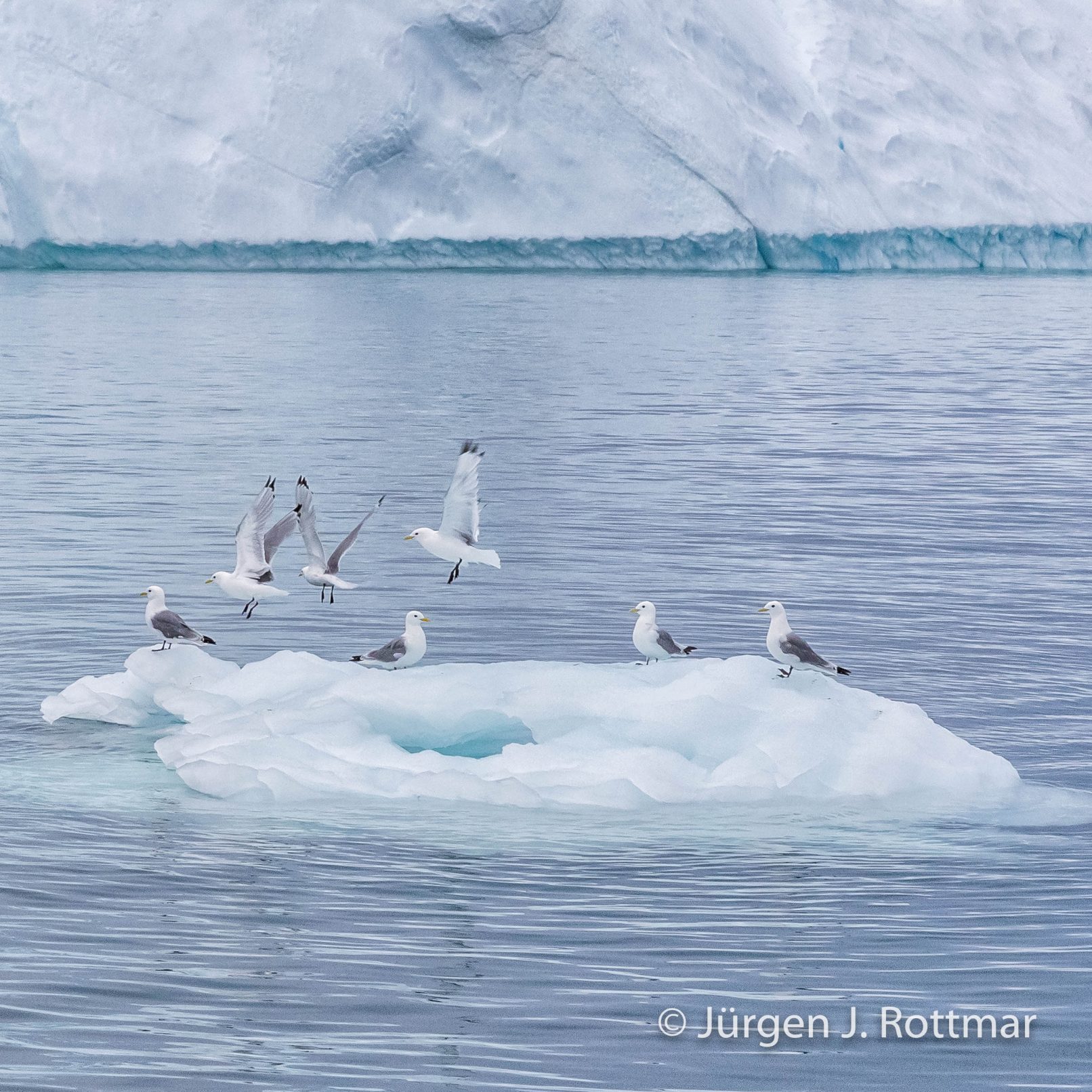 Grönland | Ilulissat | Eisfjord (Kangia)