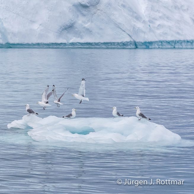 Grönland | Ilulissat | Eisfjord (Kangia)