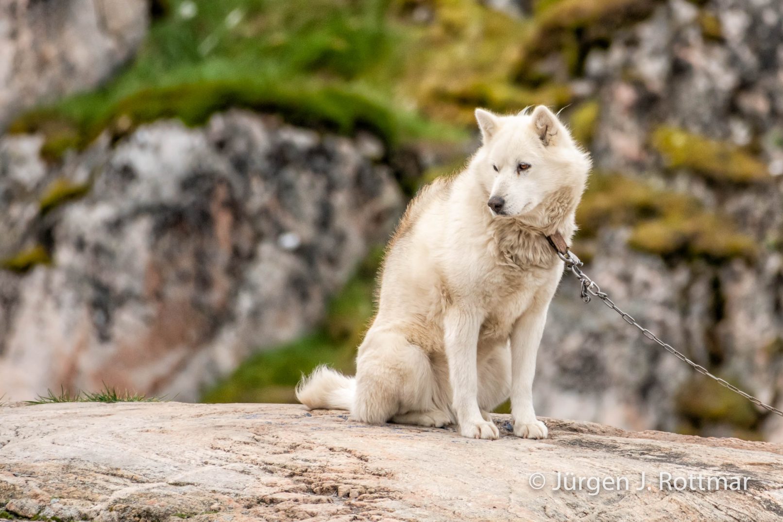 Grönland | Ilulissat | Schlittenhund