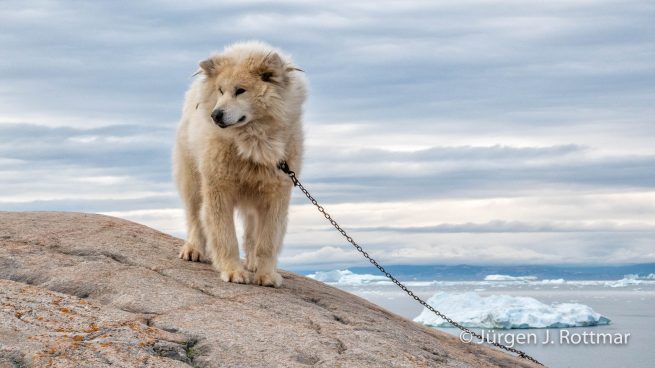 Grönland | Ilulissat | Schlittenhund