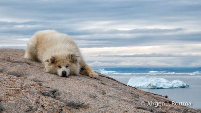 Grönland | Ilulissat | Schlittenhund