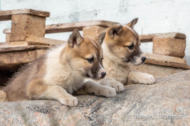 Grönland | Ilulissat | Schlittenhunde Nachwuchs