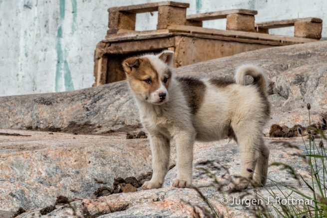 Grönland | Ilulissat | Schlittenhund Nachwuchs