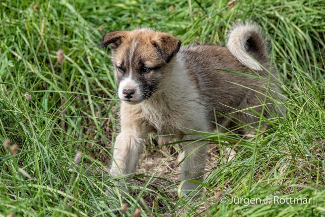 Grönland | Ilulissat | Schlittenhund Nachwuchs