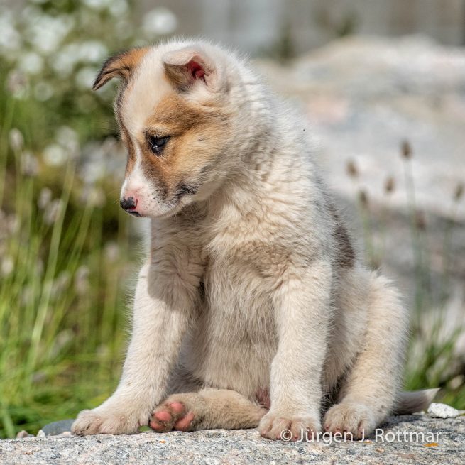 Grönland | Ilulissat | Schlittenhund Nachwuchs