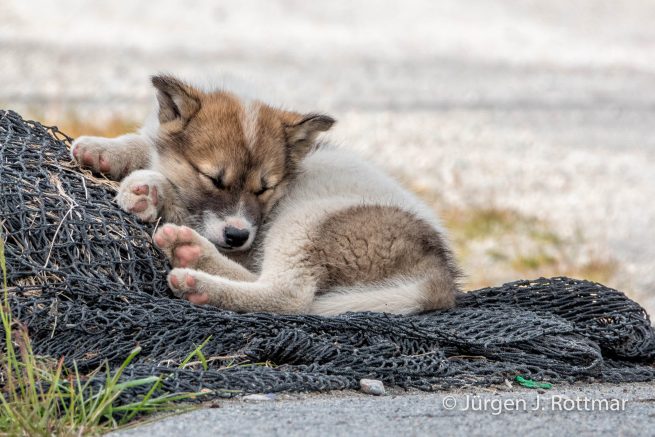 Grönland | Ilulissat | Schlittenhund Nachwuchs