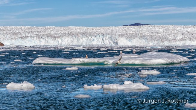 Grönland | Store Gletscher (Store Sermia)