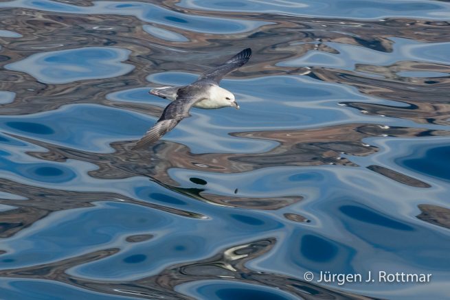 Grönland | Uummannaq | Eissturmvogel (Fulmarus Glacialis)