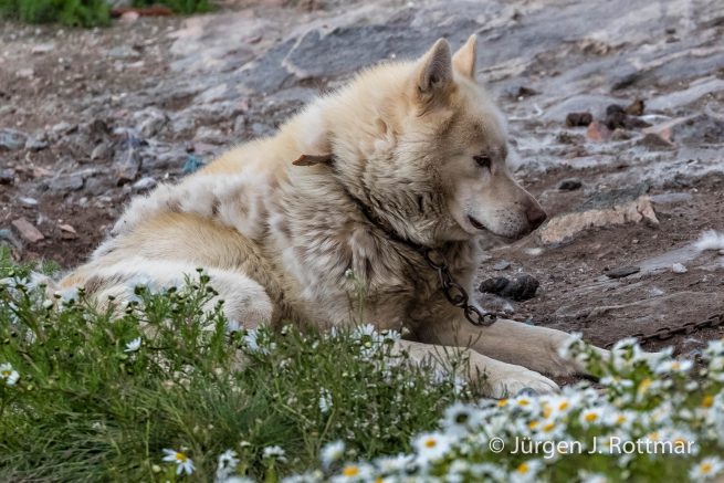 Grönland | Uummannaq | Schlittenhund