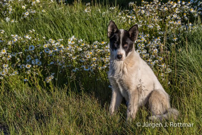 Grönland | Uummannaq | Schlittenhund