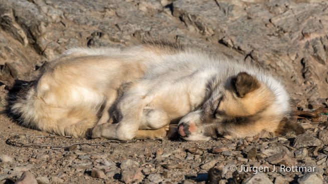 Grönland | Uummannaq | Schlittenhund