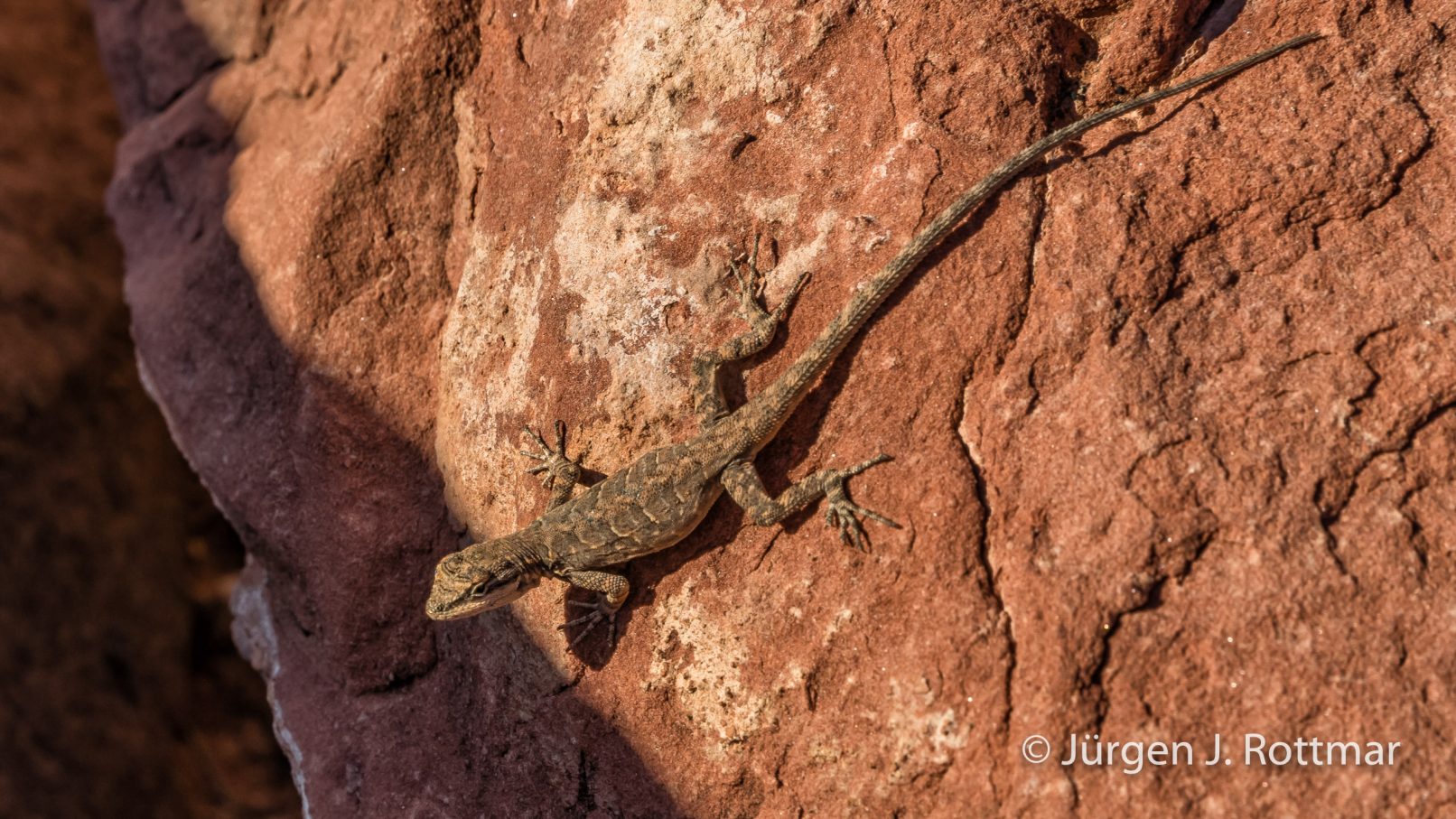 USA | Südwesten | Arizona | Grand Canyon North Rim | Toroweap Point | Lizard