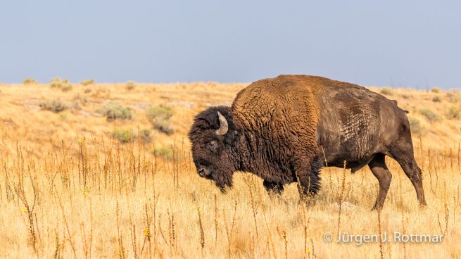 USA | Südwesten | Utah | Great Salt Lake | Antelope Island State Park | Bison