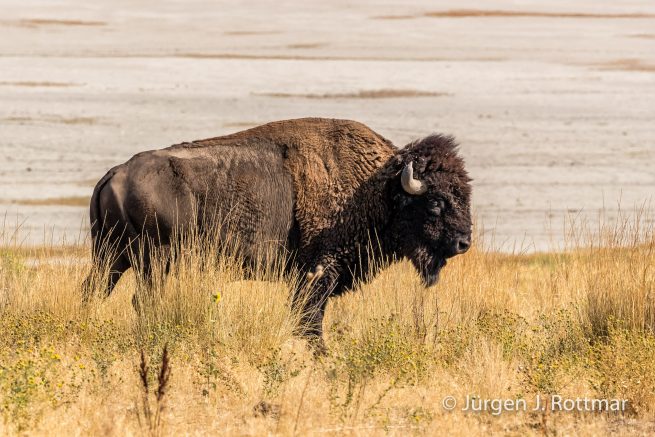 USA | Südwesten | Utah | Great Salt Lake | Antelope Island State Park | BisonState Park | Bison