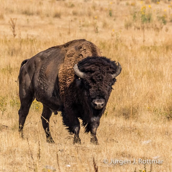 USA | Südwesten | Utah | Great Salt Lake | Antelope Island State Park | Bison