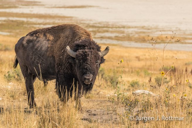 USA | Südwesten | Utah | Great Salt Lake | Antelope Island State Park | Bison