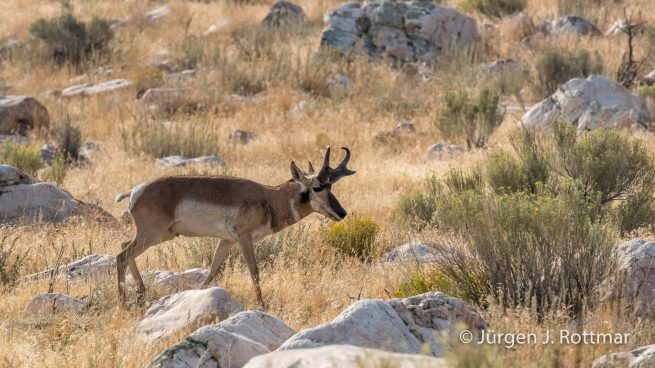 USA | Südwesten | Utah | Great Salt Lake | Antelope Island State Park | Gabelbock Antilope (Pronghorn Antelope)