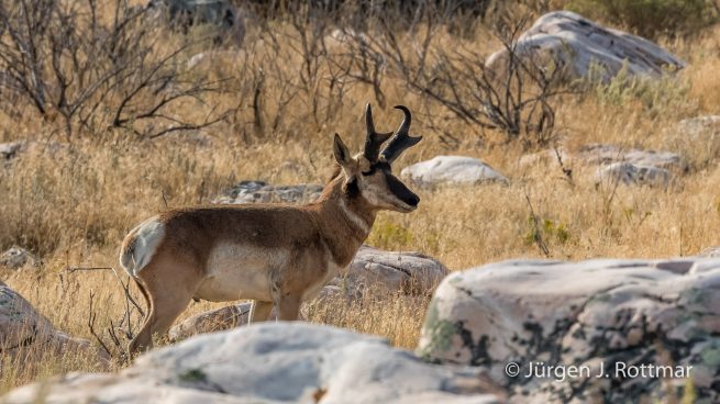 USA | Südwesten | Utah | Great Salt Lake | Antelope Island State Park | Gabelbock Antilope (Pronghorn Antelope)