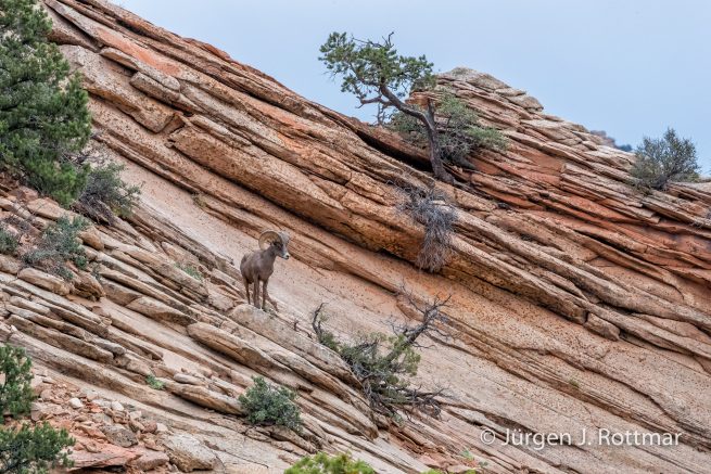 USA | Südwesten | Utah | Zion National Park | Dickhornschaf (Bighorn Sheep)