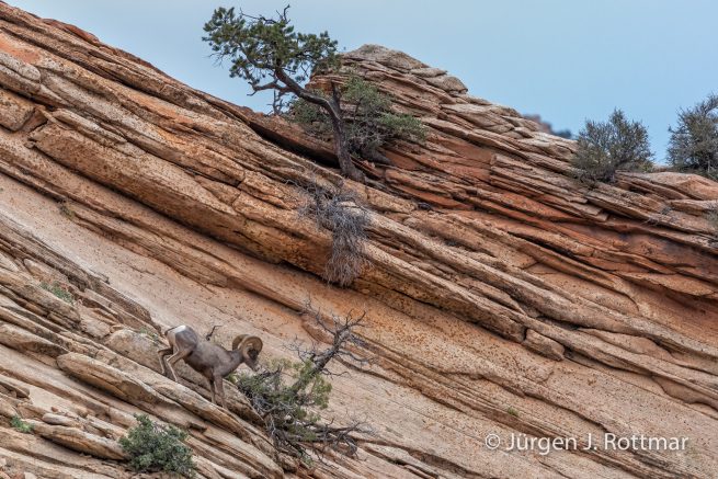 USA | Südwesten | Utah | Zion National Park | Dickhornschaf (Bighorn Sheep)