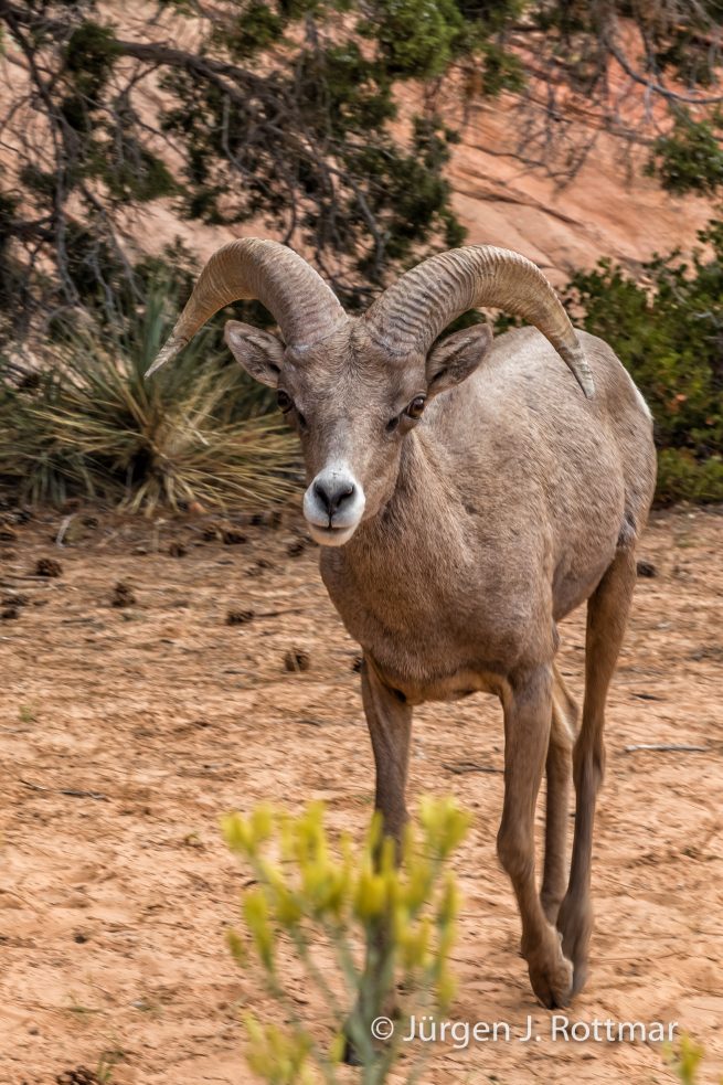USA | Südwesten | Utah | Zion National Park | Dickhornschaf (Bighorn Sheep)